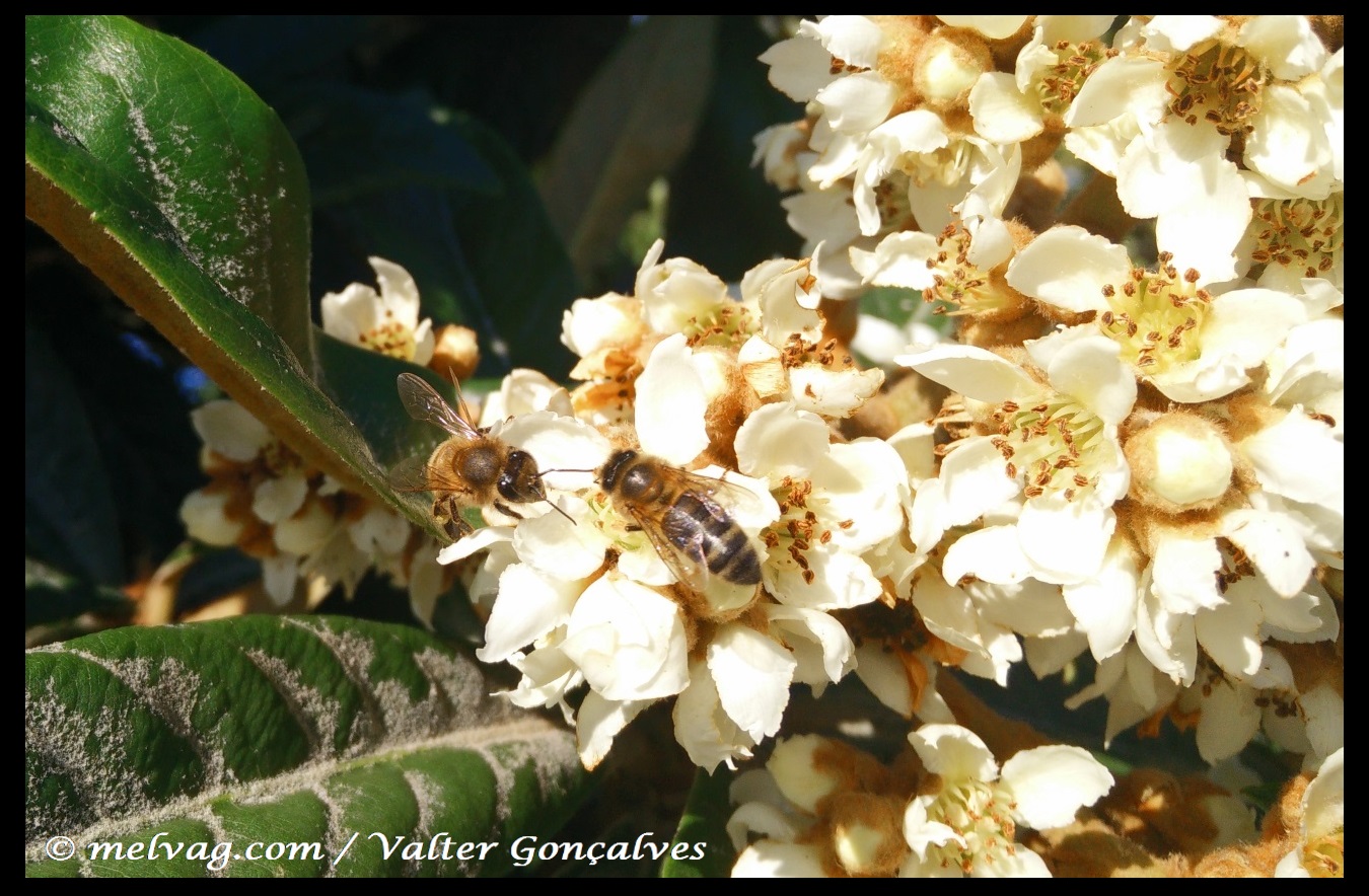 Flor de Nespereira