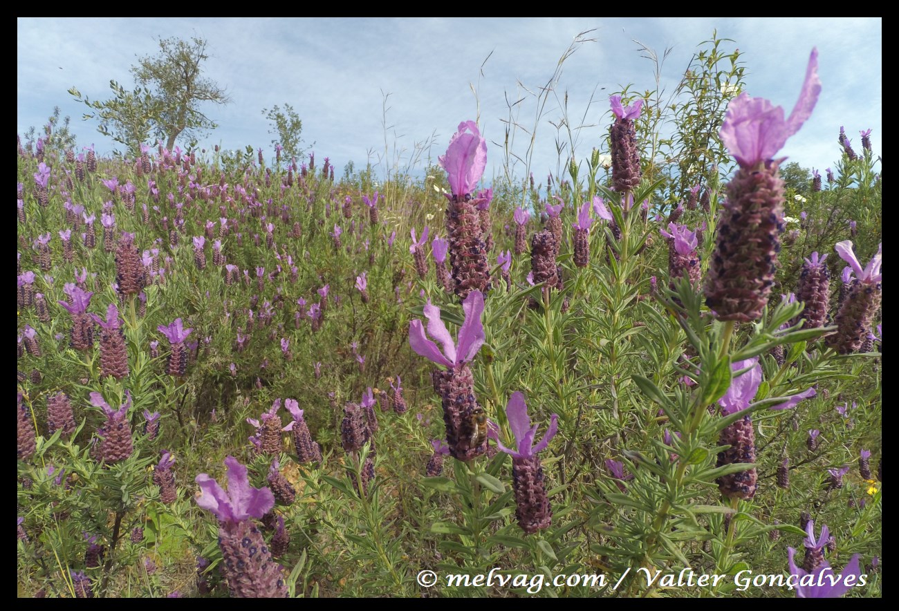 Rosmaninho Lavandula Stoechas