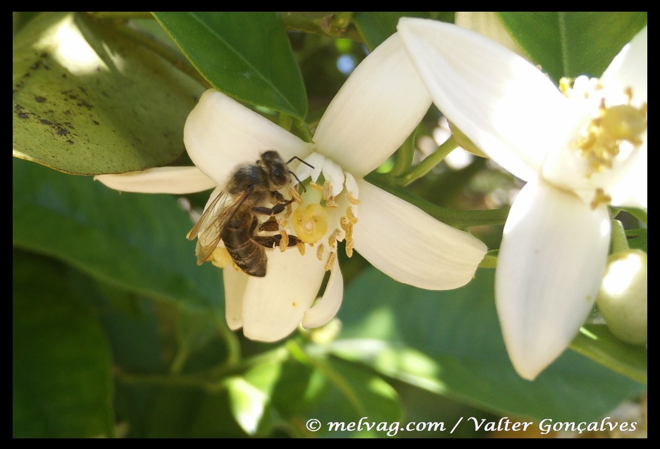 Flor de Laranjeira